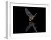 Southwestern Myotis (Myotis Auriculus) in Flight About to Take a Drink-James Hager-Framed Photographic Print