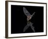 Southwestern Myotis (Myotis Auriculus) in Flight About to Take a Drink-James Hager-Framed Photographic Print