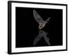 Southwestern Myotis (Myotis Auriculus) in Flight About to Take a Drink-James Hager-Framed Photographic Print