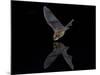 Southwestern Myotis (Myotis Auriculus) in Flight About to Take a Drink-James Hager-Mounted Photographic Print