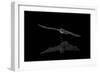 Southwestern Myotis (Myotis Auriculus) in Flight after Taking a Drink-James Hager-Framed Photographic Print