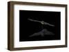 Southwestern Myotis (Myotis Auriculus) in Flight after Taking a Drink-James Hager-Framed Photographic Print