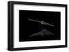 Southwestern Myotis (Myotis Auriculus) in Flight after Taking a Drink-James Hager-Framed Photographic Print