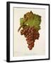 Souvenir Du Congres Grape-J. Troncy-Framed Giclee Print