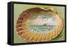 Souvenir from... Clam Shell-null-Framed Stretched Canvas