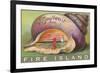 Souvenir from Fire Island, New York-null-Framed Premium Giclee Print