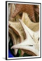 Souvenir Starfish and Seashells for Sale, Livingston, Guatemala-Cindy Miller Hopkins-Framed Premium Photographic Print