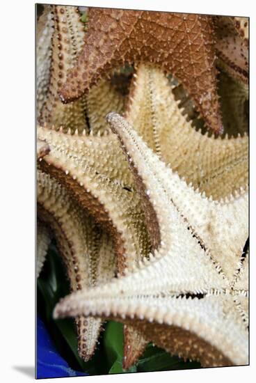 Souvenir Starfish and Seashells for Sale, Livingston, Guatemala-Cindy Miller Hopkins-Mounted Premium Photographic Print