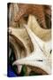 Souvenir Starfish and Seashells for Sale, Livingston, Guatemala-Cindy Miller Hopkins-Stretched Canvas