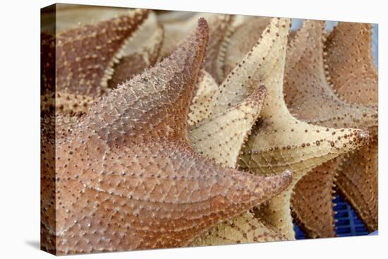 Souvenir Starfish and Seashells for Sale, Livingston, Guatemala-Cindy Miller Hopkins-Stretched Canvas