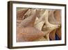 Souvenir Starfish and Seashells for Sale, Livingston, Guatemala-Cindy Miller Hopkins-Framed Photographic Print