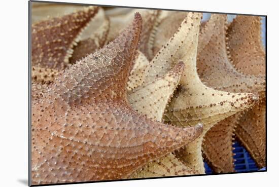 Souvenir Starfish and Seashells for Sale, Livingston, Guatemala-Cindy Miller Hopkins-Mounted Photographic Print