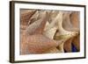 Souvenir Starfish and Seashells for Sale, Livingston, Guatemala-Cindy Miller Hopkins-Framed Photographic Print