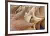 Souvenir Starfish and Seashells for Sale, Livingston, Guatemala-Cindy Miller Hopkins-Framed Photographic Print