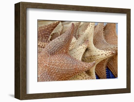 Souvenir Starfish and Seashells for Sale, Livingston, Guatemala-Cindy Miller Hopkins-Framed Photographic Print