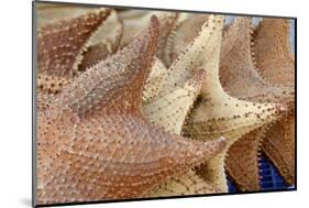 Souvenir Starfish and Seashells for Sale, Livingston, Guatemala-Cindy Miller Hopkins-Mounted Photographic Print