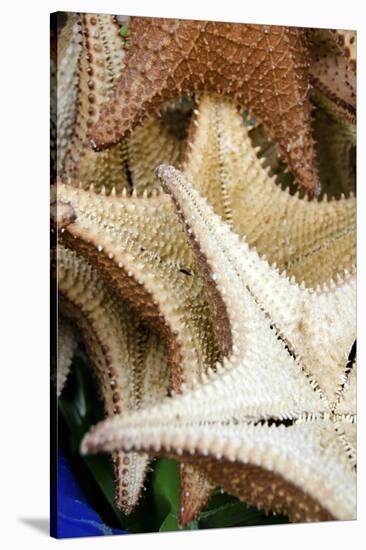 Souvenir Starfish and Seashells for Sale, Livingston, Guatemala-Cindy Miller Hopkins-Stretched Canvas