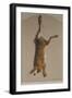 Souvenirs of the Hunt:The Hare; Souvenirs De Chasses: Le Lievre-Edouard Travies-Framed Giclee Print