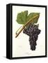 Souzao Grape-J. Troncy-Framed Stretched Canvas