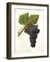 Souzao Grape-J. Troncy-Framed Giclee Print