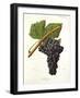 Souzao Grape-J. Troncy-Framed Giclee Print