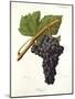 Souzao Grape-J. Troncy-Mounted Giclee Print