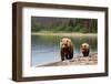 Sow and Cub-federicoriz-Framed Photographic Print