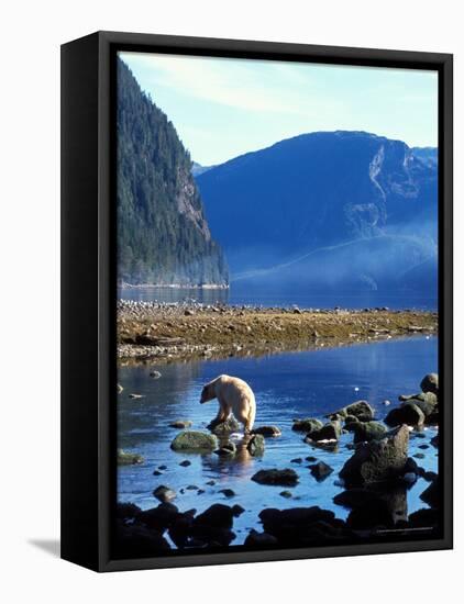 Sow and Stream in Rainforest of British Columbia-Steve Kazlowski-Framed Stretched Canvas