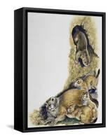 Sow of Black-Tailed Prairie Dog (Cynomys Ludovicianus)-null-Framed Stretched Canvas