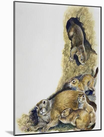 Sow of Black-Tailed Prairie Dog (Cynomys Ludovicianus)-null-Mounted Giclee Print