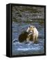 Sow with Cub Eating Fish, Rainforest of British Columbia-Steve Kazlowski-Framed Stretched Canvas