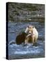 Sow with Cub Eating Fish, Rainforest of British Columbia-Steve Kazlowski-Stretched Canvas