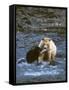 Sow with Cub Eating Fish, Rainforest of British Columbia-Steve Kazlowski-Framed Stretched Canvas