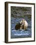 Sow with Cub Eating Fish, Rainforest of British Columbia-Steve Kazlowski-Framed Photographic Print