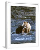 Sow with Cub Eating Fish, Rainforest of British Columbia-Steve Kazlowski-Framed Photographic Print