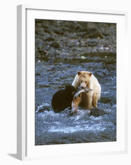 Sow with Cub Eating Fish, Rainforest of British Columbia-Steve Kazlowski-Framed Photographic Print