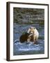 Sow with Cub Eating Fish, Rainforest of British Columbia-Steve Kazlowski-Framed Photographic Print