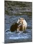 Sow with Cub Eating Fish, Rainforest of British Columbia-Steve Kazlowski-Mounted Photographic Print