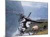 Sow with Cub, Rainforest of British Columbia-Steve Kazlowski-Mounted Photographic Print