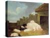 Sow with Piglets in the Sty-John Frederick Herring Jnr-Stretched Canvas