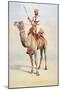 Sowar of the Bikanir Camel Corps, Illustration for 'Armies of India' by Major G.F. MacMunn,…-Alfred Crowdy Lovett-Mounted Giclee Print