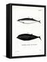 Sowerby's Beaked Whale-null-Framed Stretched Canvas