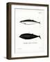 Sowerby's Beaked Whale-null-Framed Giclee Print