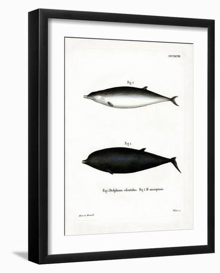 Sowerby's Beaked Whale-null-Framed Giclee Print