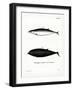 Sowerby's Beaked Whale-null-Framed Giclee Print