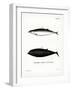 Sowerby's Beaked Whale-null-Framed Giclee Print