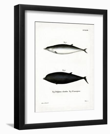 Sowerby's Beaked Whale-null-Framed Premium Giclee Print