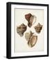 Sowerby Shells I-James Sowerby-Framed Art Print