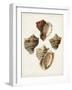 Sowerby Shells I-James Sowerby-Framed Art Print