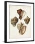 Sowerby Shells I-James Sowerby-Framed Art Print